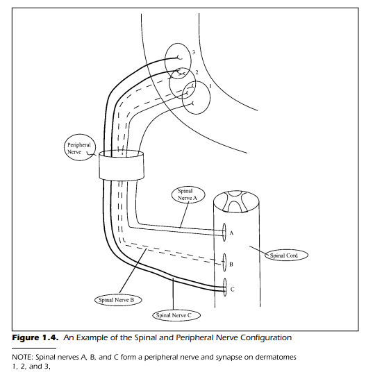 An Example of the Spinal and Peripheral Nerve Configuration