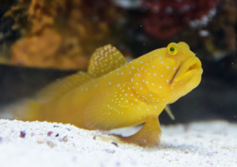 Watchman Goby