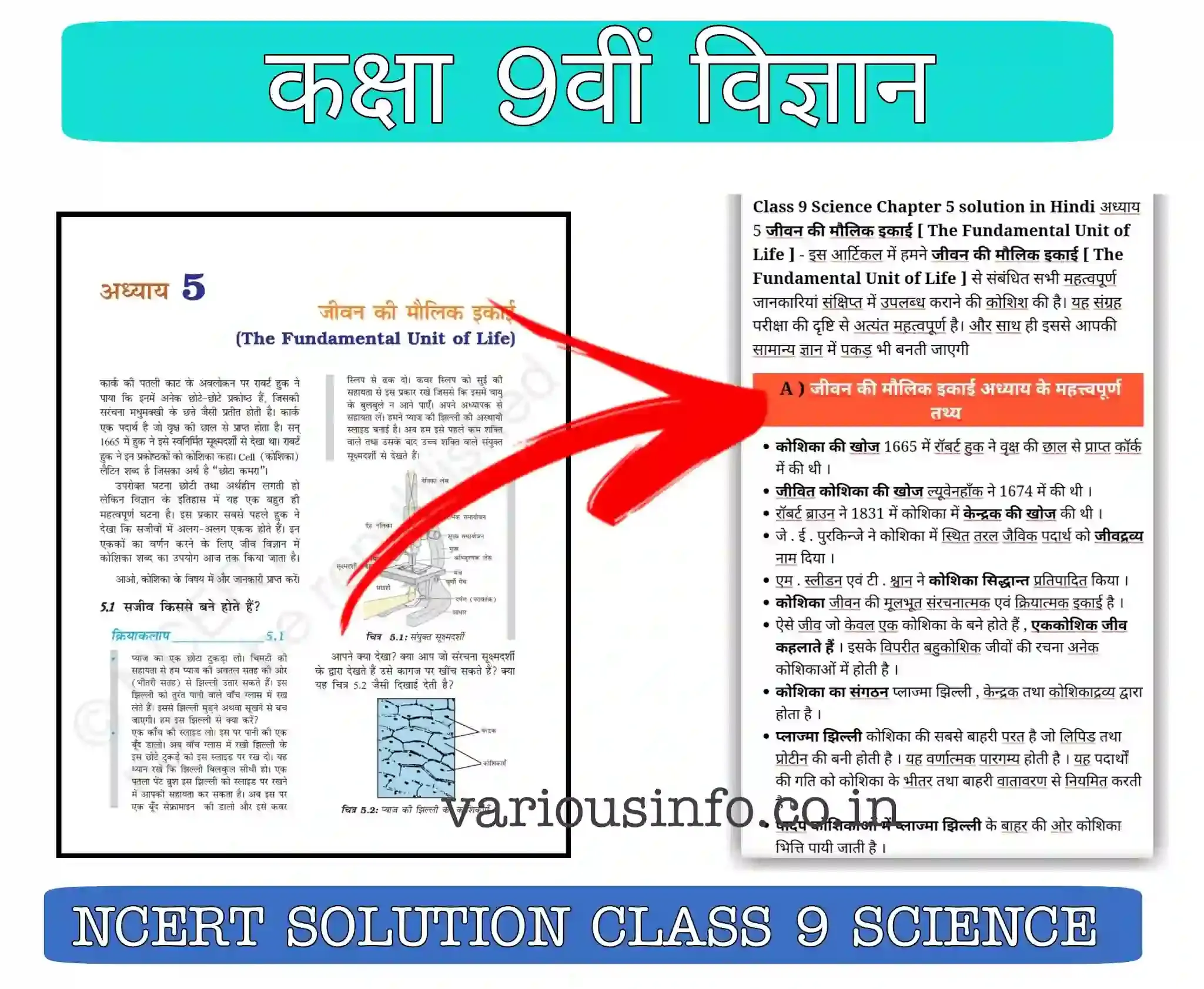 Class 9th science notes chapter 5 The Fundamental Unit of Life (जीवन की मौलिक इकाई)