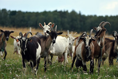 Goat: Breeds,Charatceristics and much more