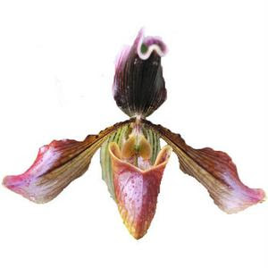 Lady Slipper Orchid