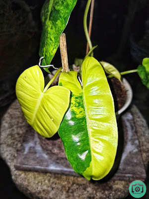 Philodendron