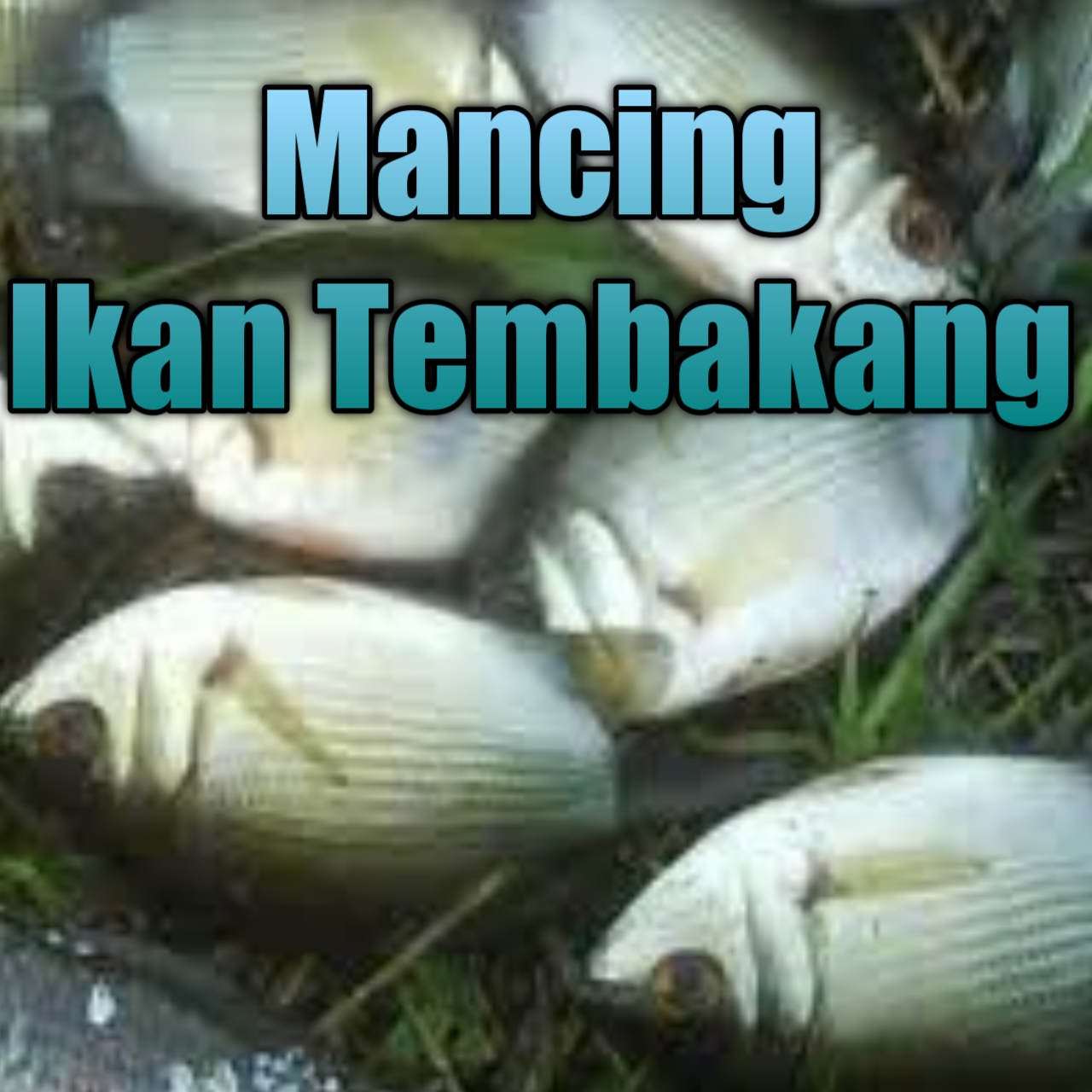 Mancing Ikan Tembakang ini terbilang rombongan