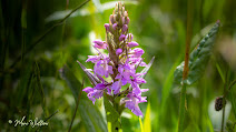 Brede orchis