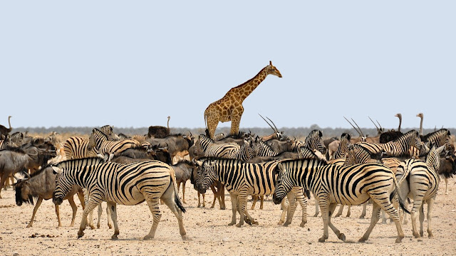 Giraffe among other savanna animals