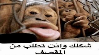 صور نكت مضحكة جدا جدا صور نكت مضحكة جدا جدا