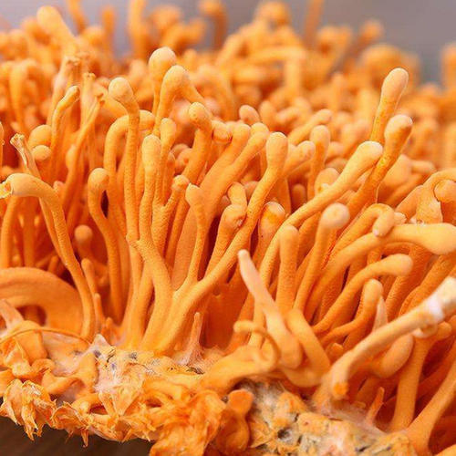 Cordyceps Mushroom Spawn Supplier in Pune | Mushroom seeds | Biobritte mushroom lab