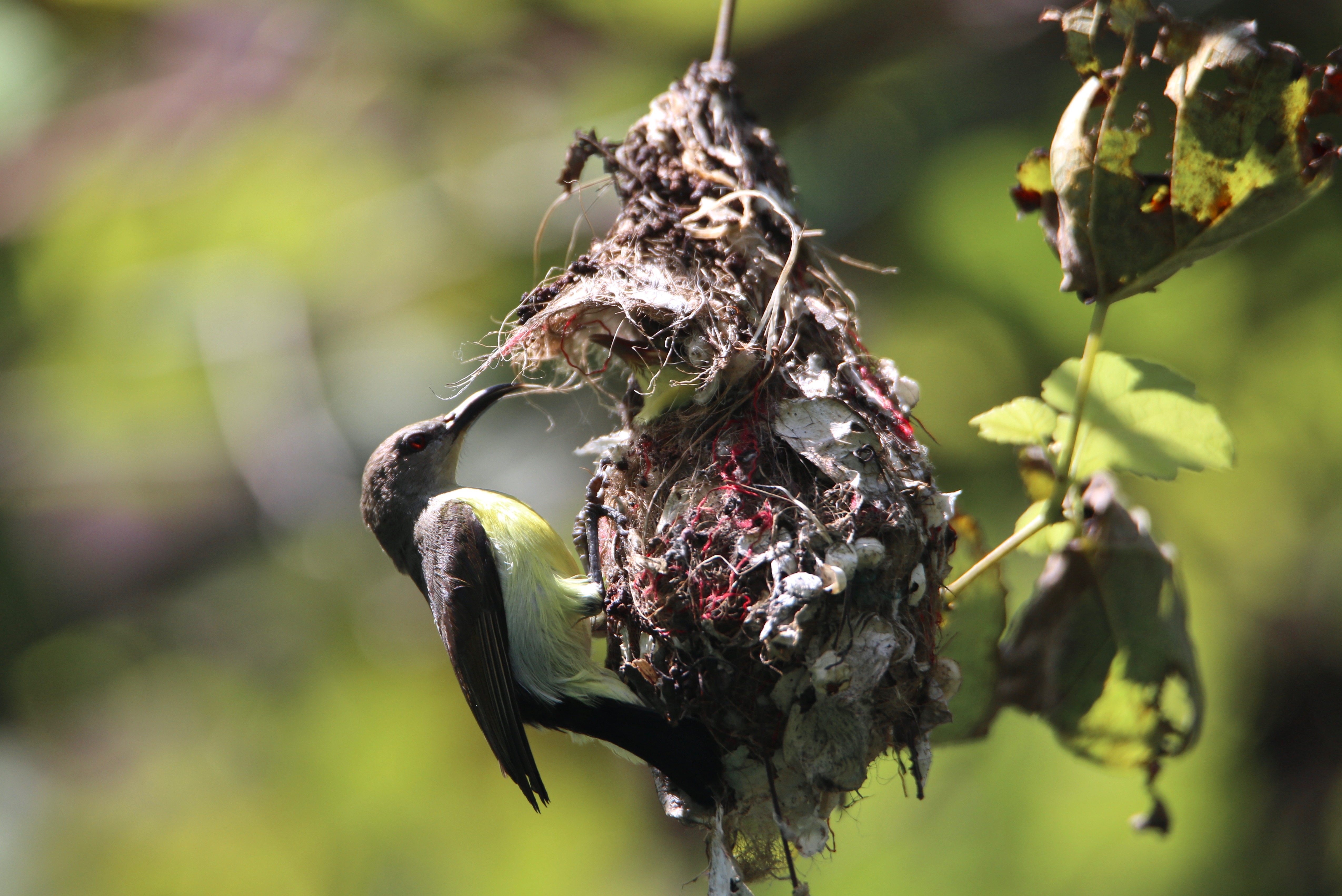 Purple-rumped sunbird's nest, birds of India high resolution images free