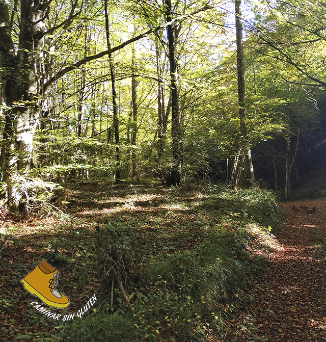 BOSQUE DE HAYAS CAMINO DE ALTUBE