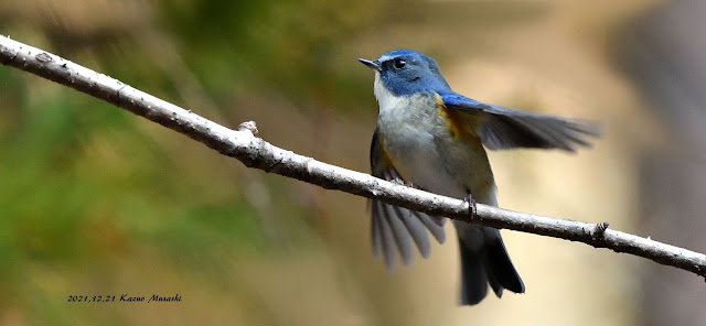 宮城の野鳥