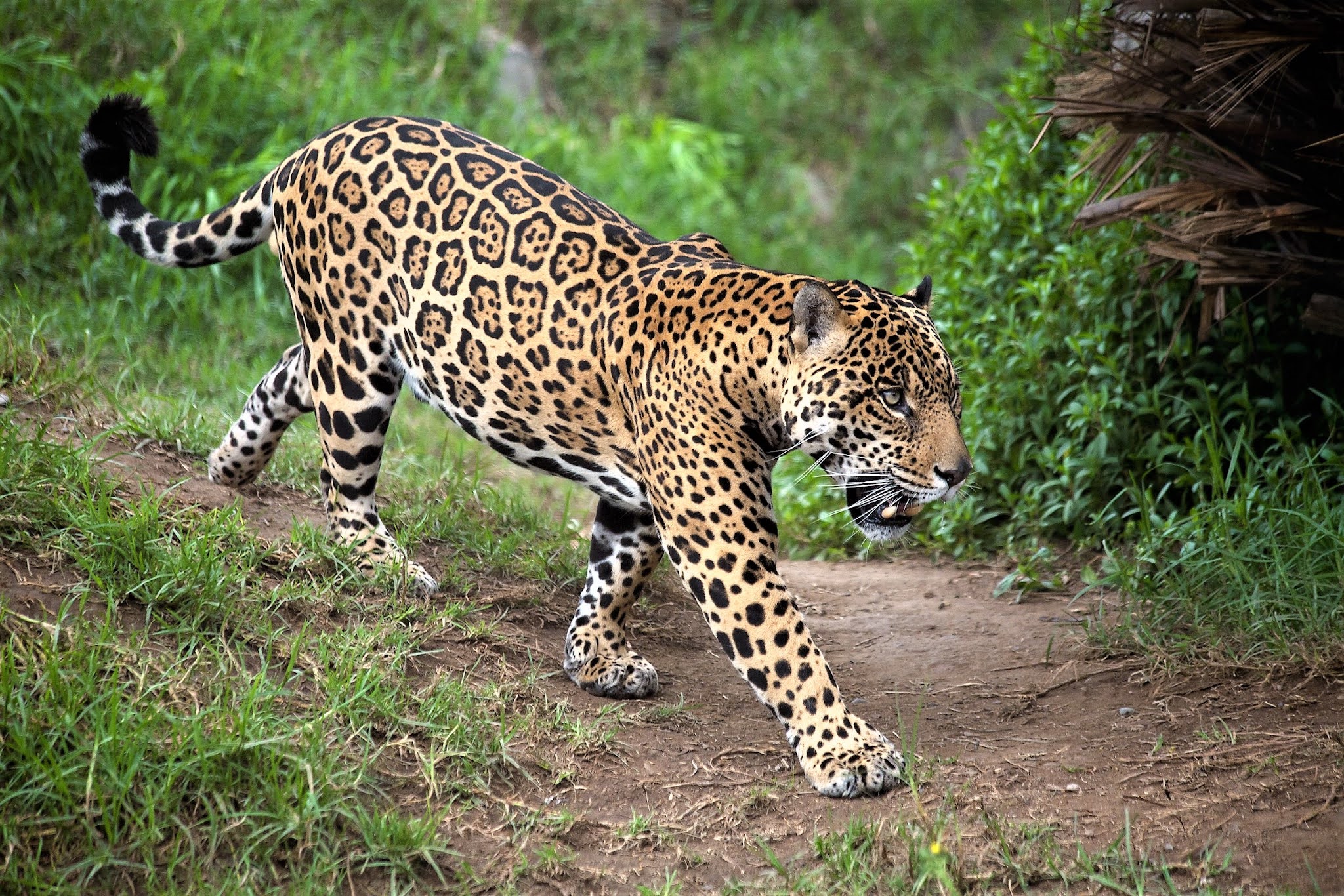 Jaguar - Les 10 animaux emblématiques du Brésil