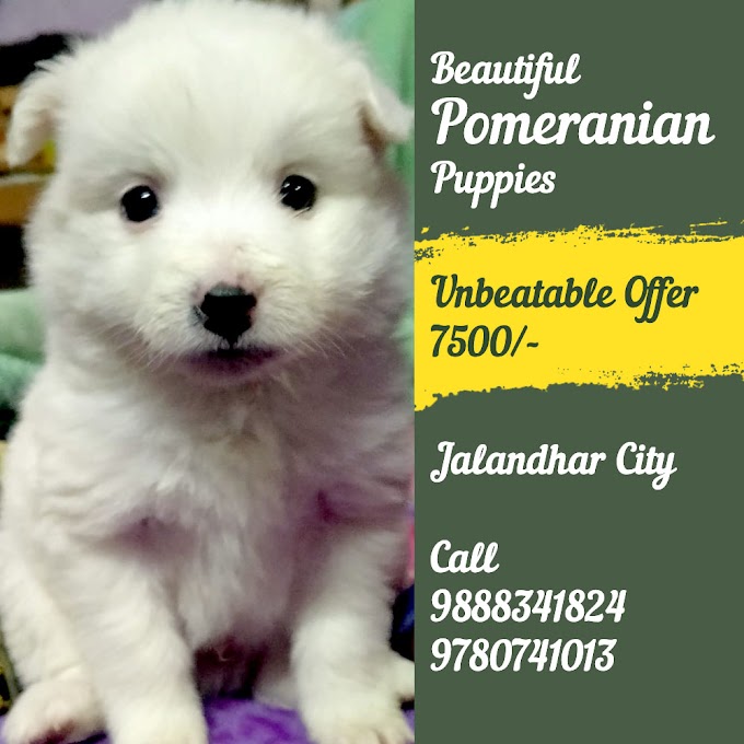 Beautiful Pomeranian Puppies Available in Jalandhar & Chandigarh 9888341827, 9780741013