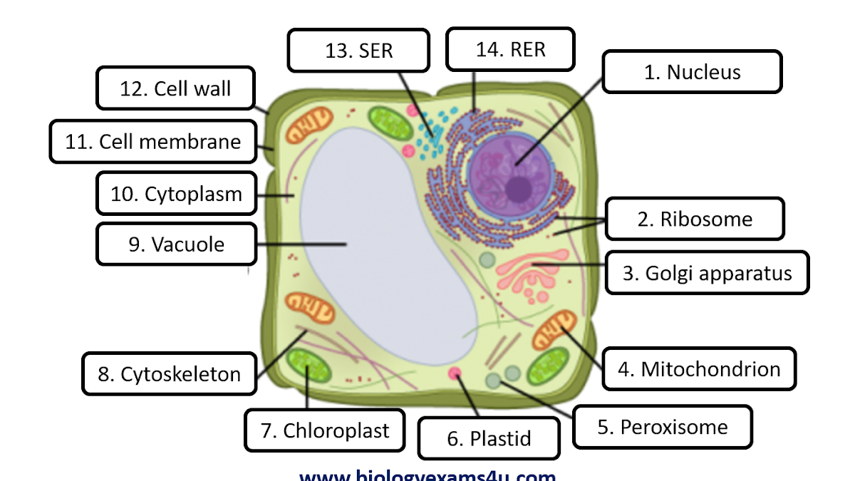 Plant Cell worksheet Answers Within Animal Cells Worksheet Answers