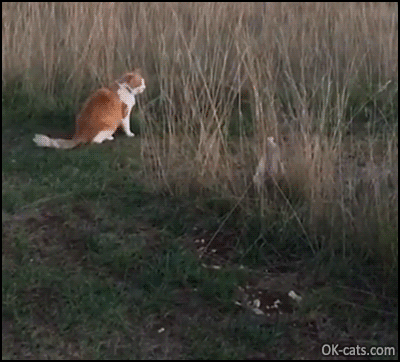 Funny Cat GIF • Tah-dah! Tiger cat likes to make an appearance using his front legs to push some tall grass [ok-cats.com]