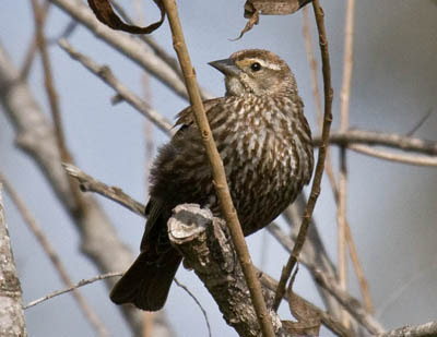 Photo of female Red-winged Blackbird in tree