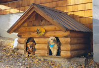 Cómo hacer una casa para tu perro