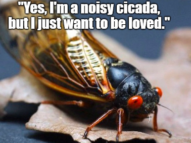 Best 10 Funny Cicada Jokes and Quotes That Will Definitely Make You Laugh