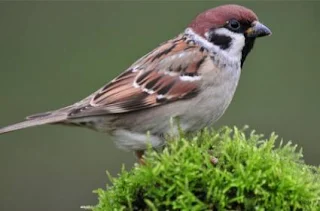 World Sparrow Day 2022