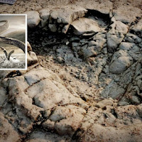 Tapak kaki dinosaur berusia lebih 200 juta tahun ditemukan di pantai Wales