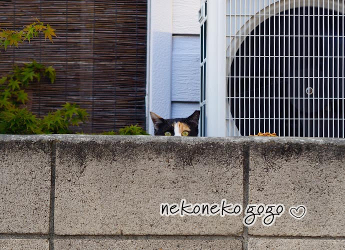 ねこ散歩で会った三毛猫さん