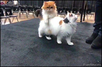 Amazing Cat GIF • Woah! 2 cats repeatedly and amazingly jump over each other! Most clever and talented cats in the universe!