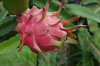 gambar buah naga pitaya