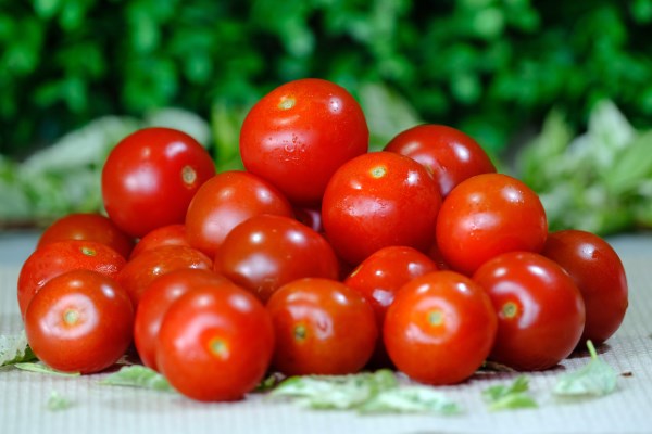 5 Langkah Cara Menanam Tomat Ceri Organik dalam Pot