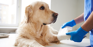 Free services Dog Quality of Life Calculator