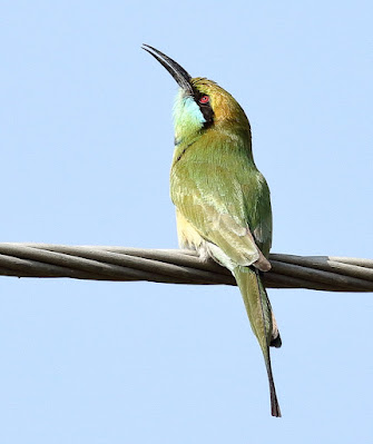 Green Bee-eater