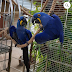 Hyacinth macaw for sale by Parrots