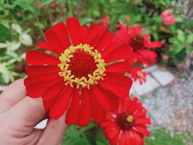 Bunga Kekwa