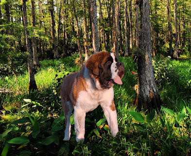 Saint Bernard Sandy - The Finder