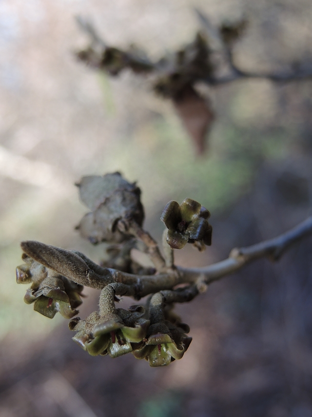 Kalmthout: Hamamelis en andere vroege lentebloeiers in het Arboretum