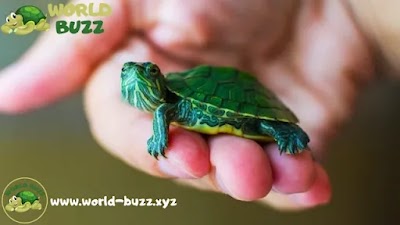 Raising Pet Turtles: All the Information You Need to Raise Pet Turtles