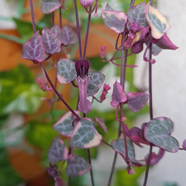 Suculenta Coração Emaranhado - Ceropegia woodii-Parada Obrigatória