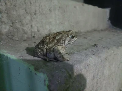 Asian common toad