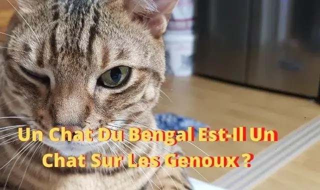 Un Chat Du Bengal Est-Il Un Chat Sur Les Genoux ?