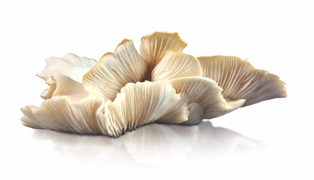 Top Mushroom Company in Nicaragua | Mushroom company | Biobritte mushroom company