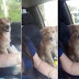 Cachorro corre atrás de motorista, entra em caminhonete e não sai mais