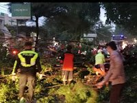 BEBERAPA POHON PINGGIR JALAN RAYA DI WILAYAH KECAMATAN MOJOSARI TUMBANG KARENA DITERPA ANGIN KENCANG SAAT HUJAN DERAS