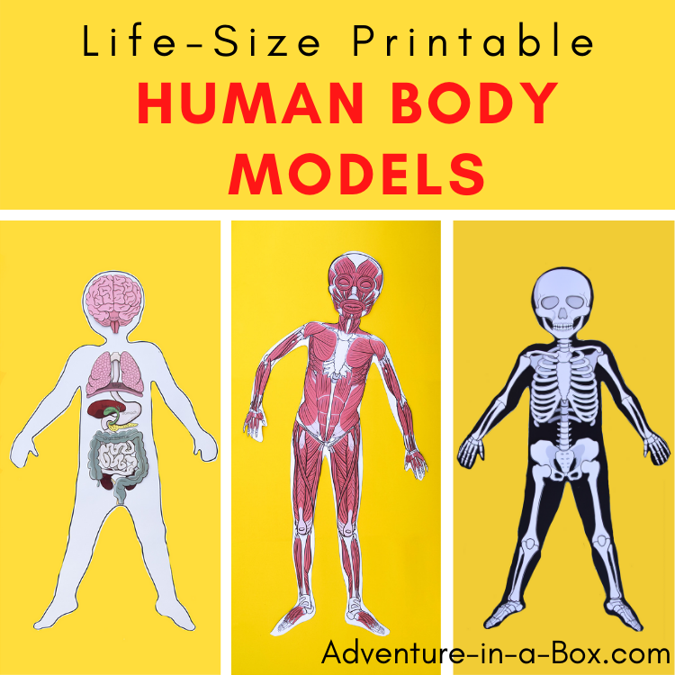 Life-size human body models