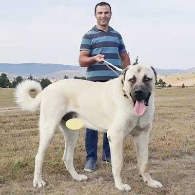 Anatolian Shepherd dog is a beautiful dog and among the largest dogs in the world.