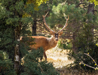 Red Deers in Mt Parnitha, Athens