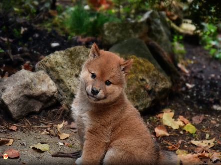 Update Harga Anjing Akita Puppy (Anakan) dan Dewasa (Jantan & Betina)