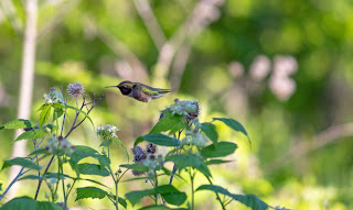 Hummingbird by flower