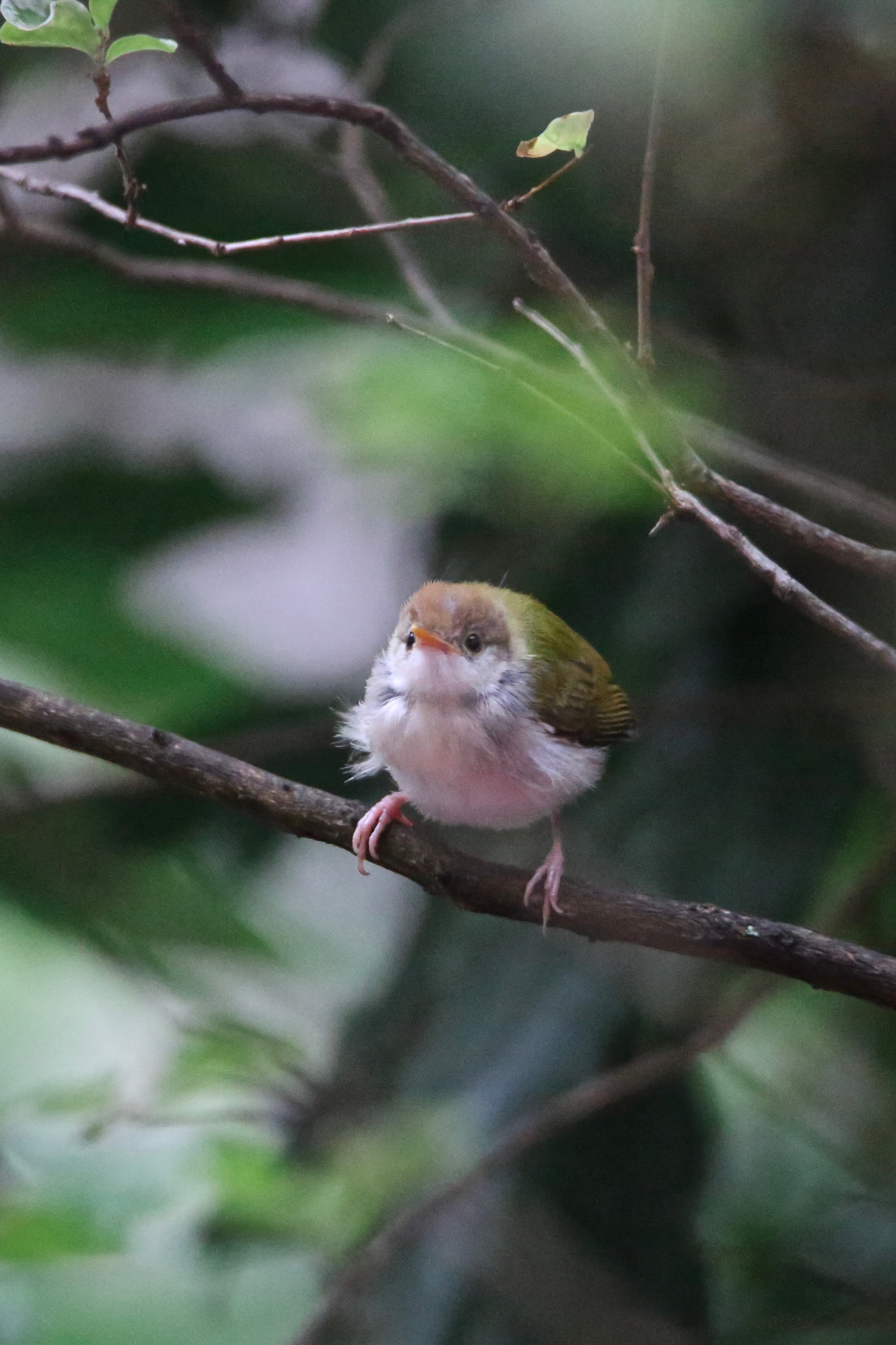 Common tailorbird High resolution images free