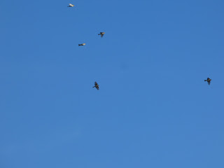 Bramblings flying