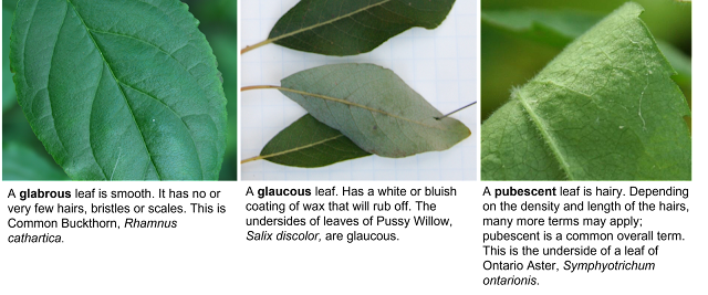 A panel of three leaves showing glabrous, glaucous and pubescent surfaces.