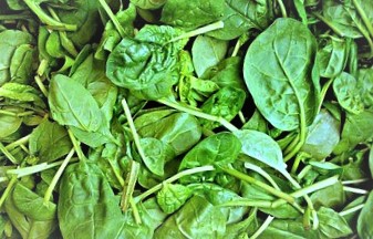 Spinach is a member of the plant family called Amaranthasi, native to Central and Southwest Asia.