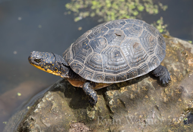 blandings turtle ohio